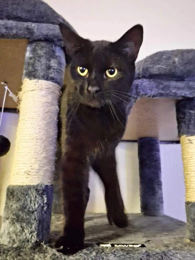 A young medium-sized female Black Domestic Short Hair cat named Ivy Mae for adoption in Adrian, MI