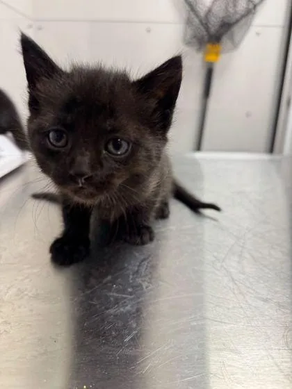 A baby small-sized male Domestic Short Hair cat named Poe for adoption in Sevierville, TN