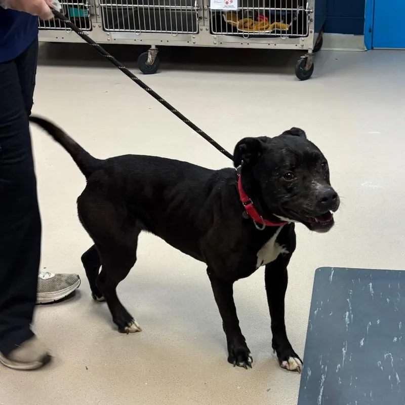 A senior medium-sized female Black Labrador Retriever dog named Kodi for adoption in Newark, NJ