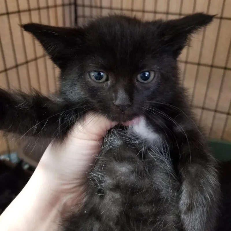 An adult small-sized female Black Domestic Short Hair cat named Jaye for adoption in Hemet, CA