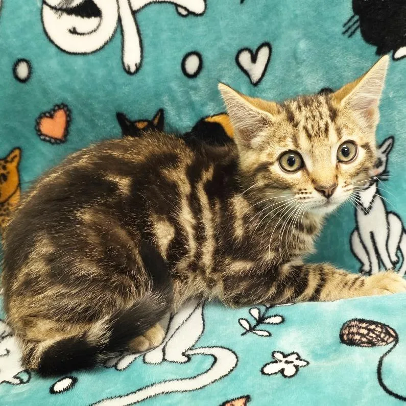 A baby small-sized male Brown / Chocolate Domestic Short Hair cat named Starbucks for adoption in Mount Juliet, TN