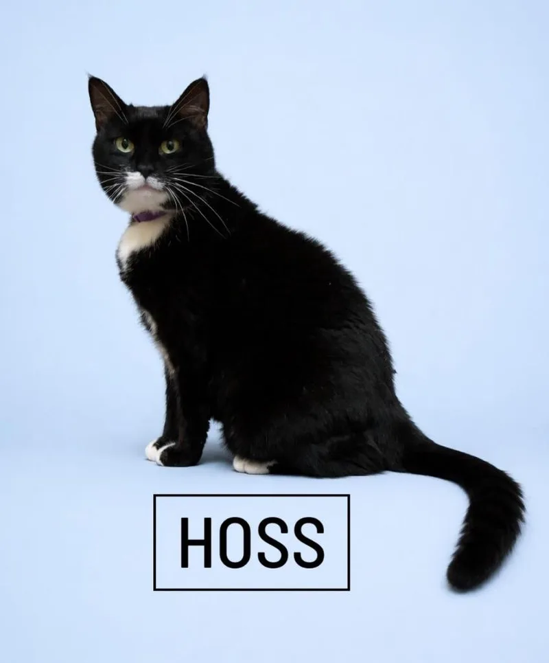 An adult large-sized male Domestic Short Hair cat named Hoss for adoption in Rutherfordton, NC