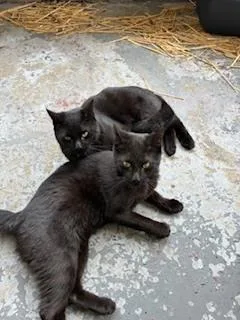 A young medium-sized male Black Domestic Short Hair cat named Goldie for adoption in Ferndale, MI