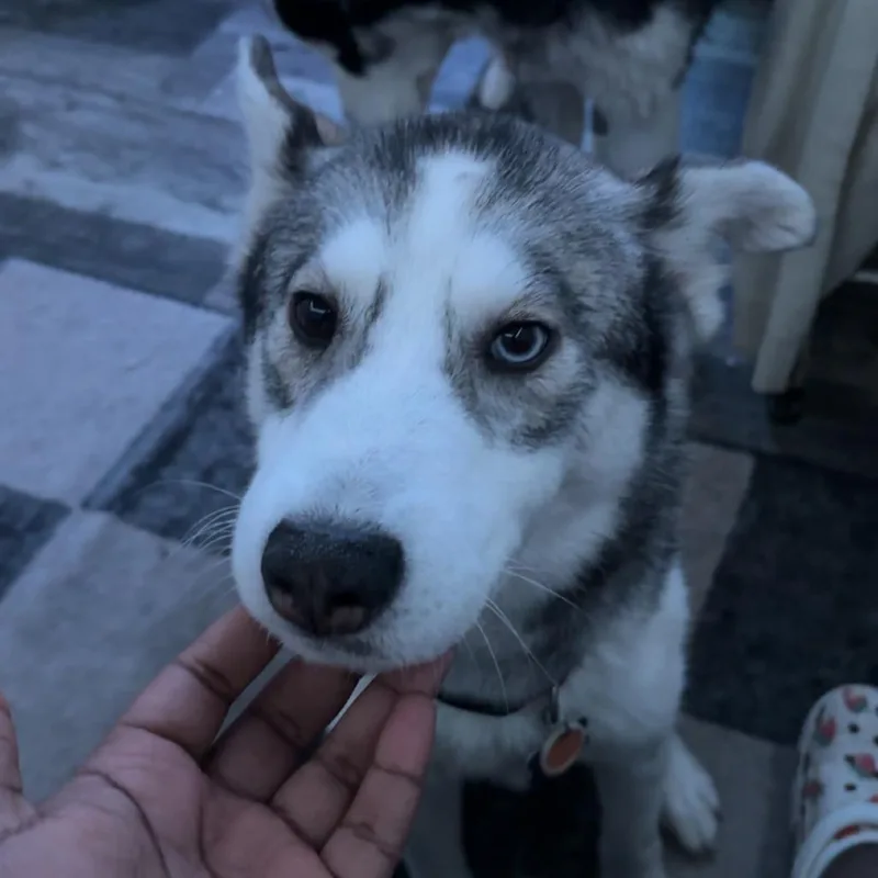 Blueberry