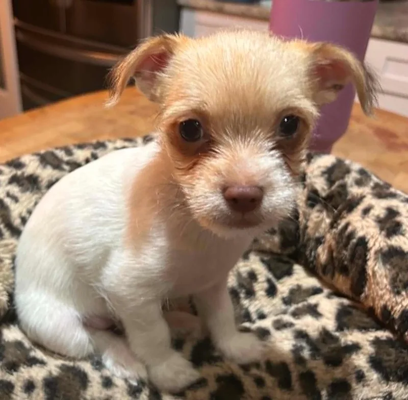 A baby small-sized male Terrier dog named Colin for adoption in Osteen, FL