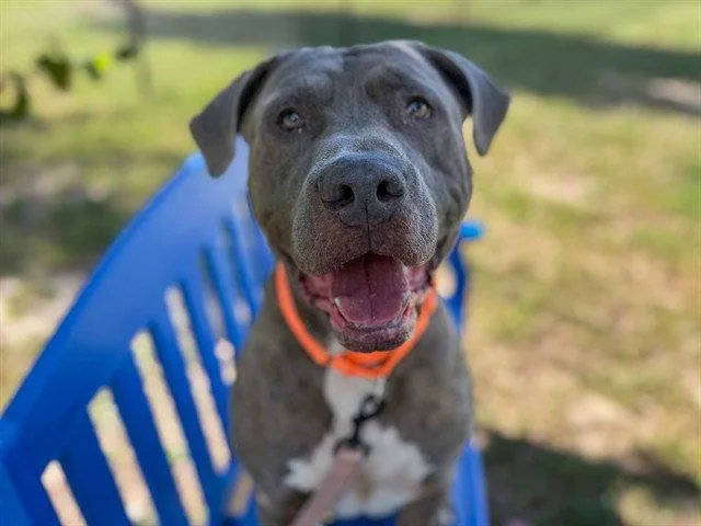 An adult large-sized male American Bulldog dog named Warden for adoption in Tavares, FL