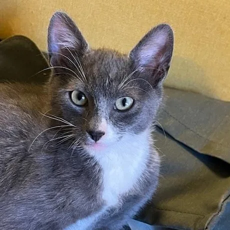 A baby medium-sized male Gray & White Domestic Short Hair cat named Charlie for adoption in Portland, OR