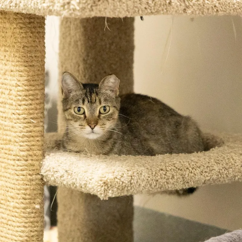 A young medium-sized female Brown / Chocolate Domestic Short Hair cat named Mochi for adoption in Gainesville, FL