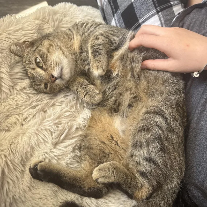 Mochi thumbnail 2