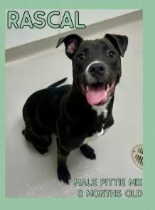 A baby medium-sized male Pit Bull Terrier dog named Binx for adoption in Danville, IN