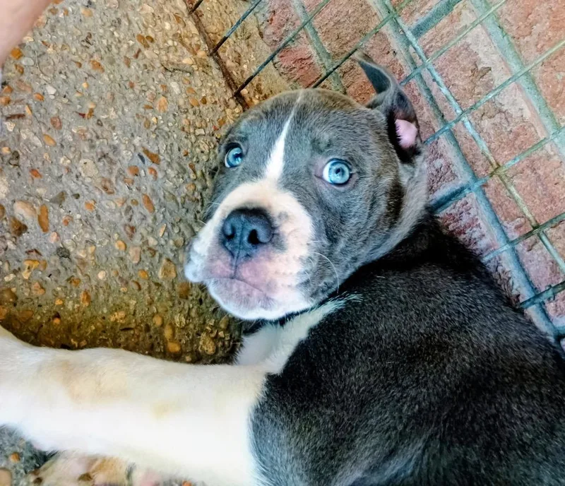 A baby medium-sized female Pit Bull Terrier dog named Amelia for adoption in Princeton, MA