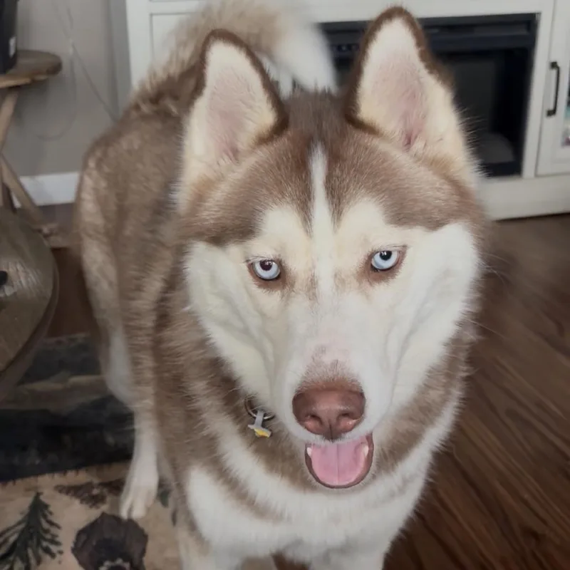 A young small-sized female Red / Chestnut / Orange Husky dog named Khaleesi for adoption in Bristol, IN