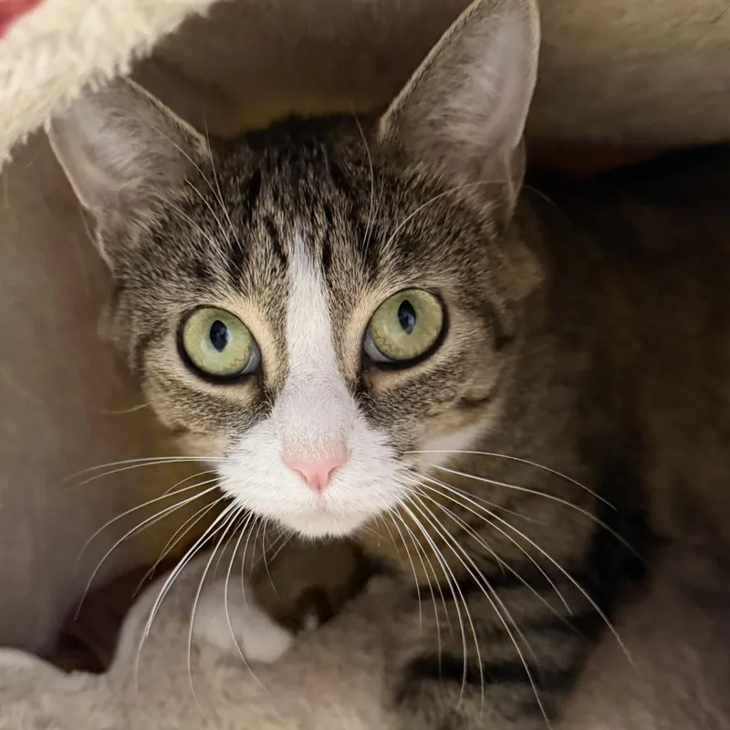 A young medium-sized female Tabby (Brown / Chocolate) Domestic Short Hair cat named Celia for adoption in Cooperstown, NY