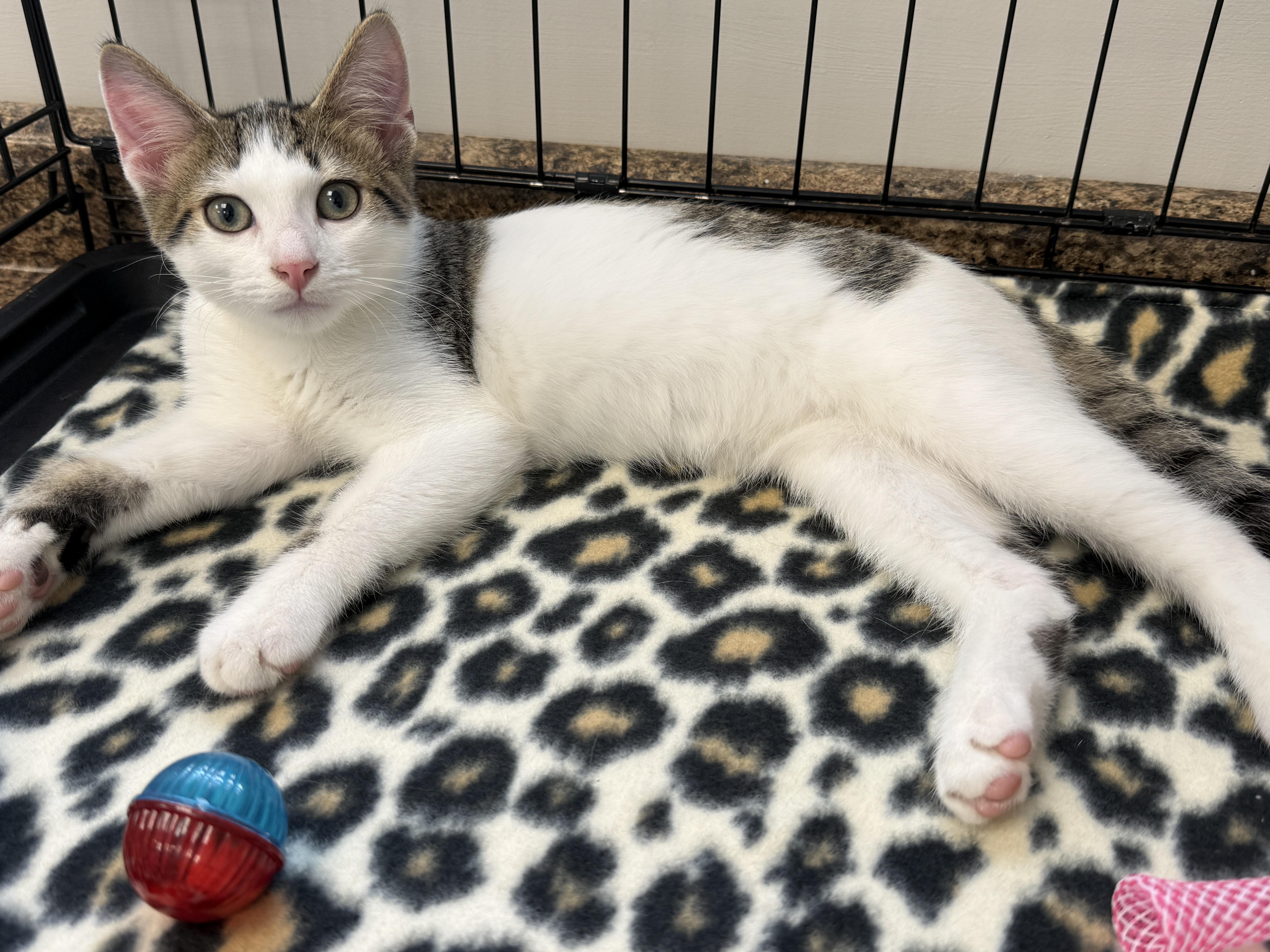 A baby small-sized male White Domestic Short Hair cat named Jojo for adoption in Hartville, OH