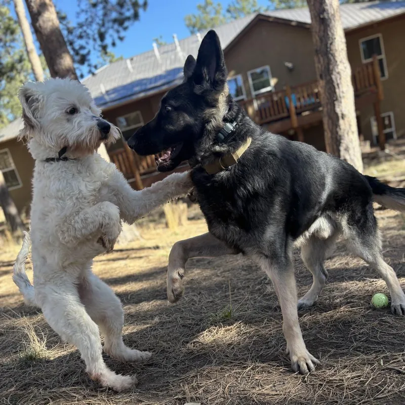 An adult small-sized female Standard Poodle dog named Iris for adoption in Colorado Springs, CO