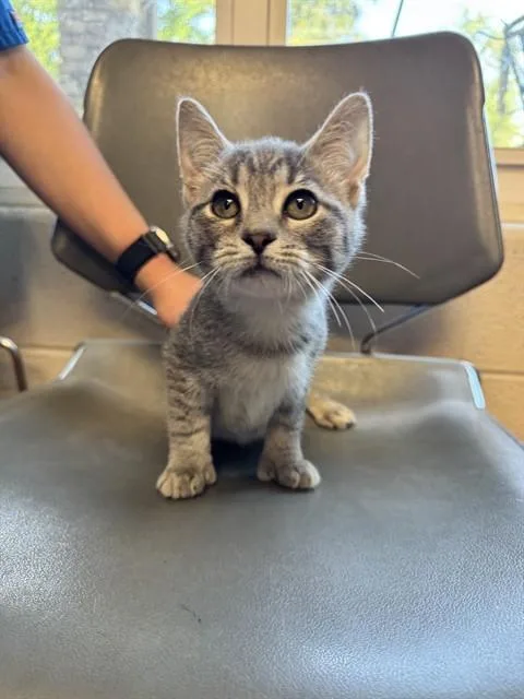 A baby medium-sized female Domestic Short Hair cat named Toe Baby for adoption in Cookeville, TN