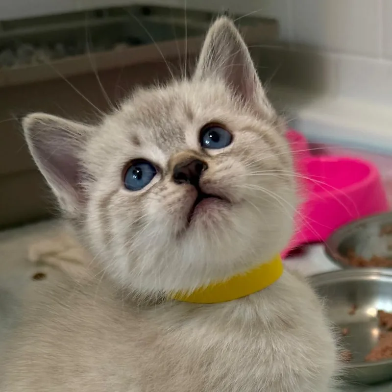 A baby small-sized female Cream / Ivory Domestic Short Hair cat named Ileana for adoption in Jefferson city, TN