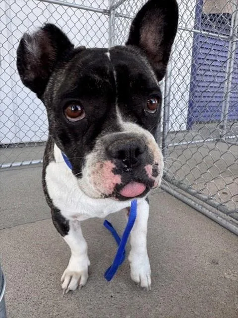 An adult medium-sized female American Bulldog dog named Bosa for adoption in Bakersfield, CA