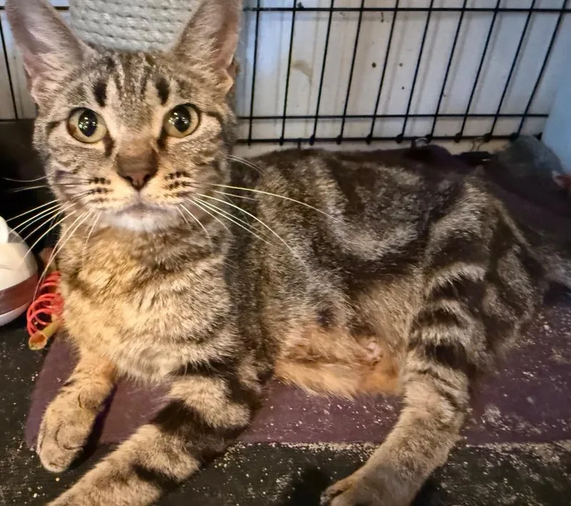 A young medium-sized female Domestic Short Hair cat named Winnie for adoption in Mountain Home, AR