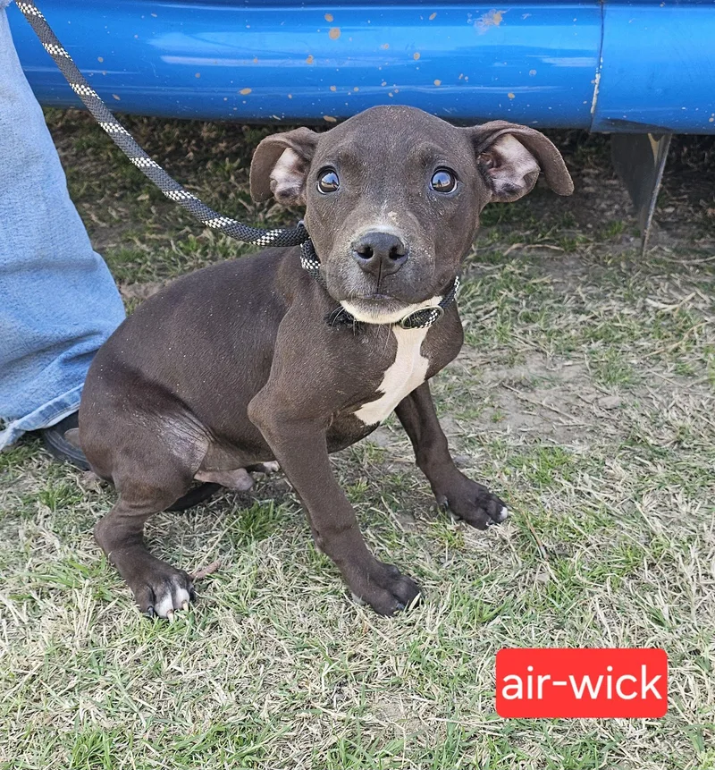 A baby small-sized male Terrier dog named Air Wick for adoption in Fort Worth, TX