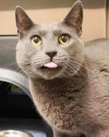 An adult medium-sized male Domestic Short Hair cat named Coal for adoption in Fishers, IN