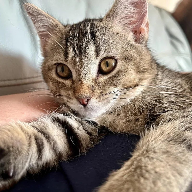 A baby small-sized female Brown / Chocolate Domestic Short Hair cat named Chai for adoption in St. Paul, MN