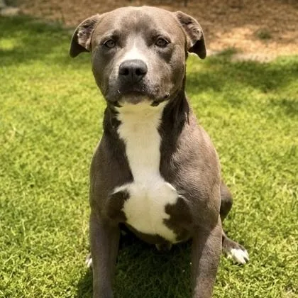 An adult medium-sized male American Staffordshire Terrier dog named Lucky for adoption in Dahlonega, GA
