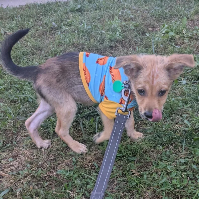 A baby small-sized female Yellow / Tan / Blond / Fawn Mixed Breed dog named Dawn for adoption in Buffalo, MN