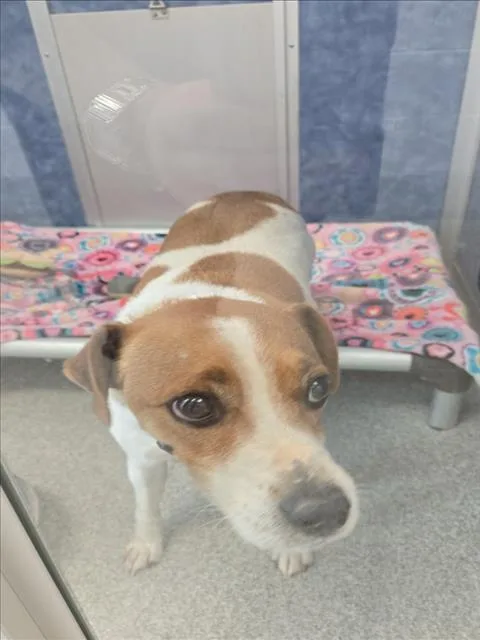 An adult medium-sized male Parson Russell Terrier dog named Ozzy for adoption in Loveland, CO