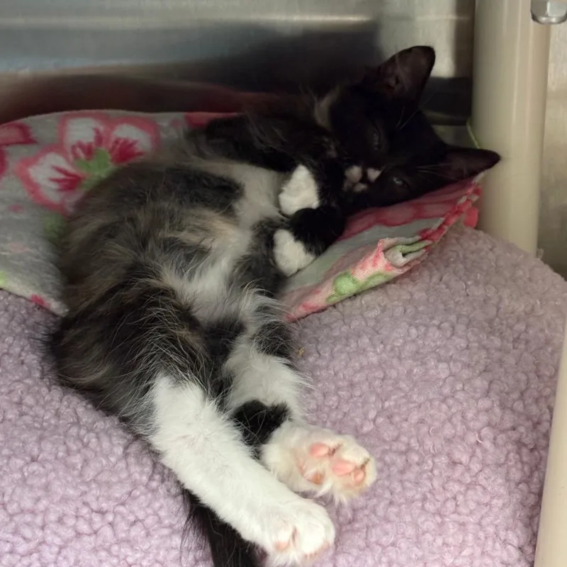 A baby small-sized female Black Domestic Short Hair cat named Ravine for adoption in Detroit Lakes, MN