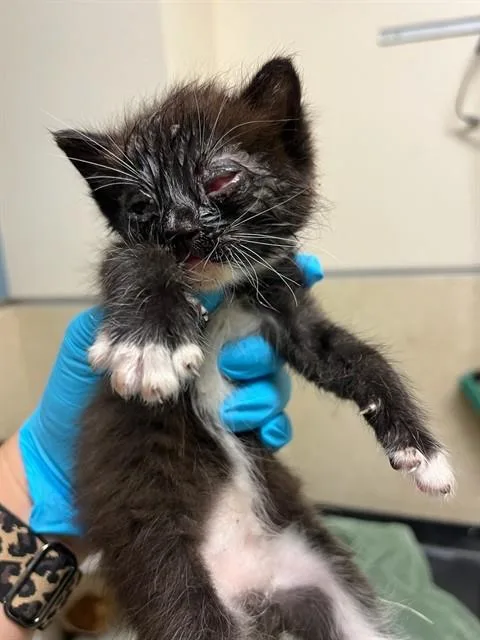 A baby small-sized male Domestic Short Hair cat named Sweet And Condense for adoption in Riverside, CA