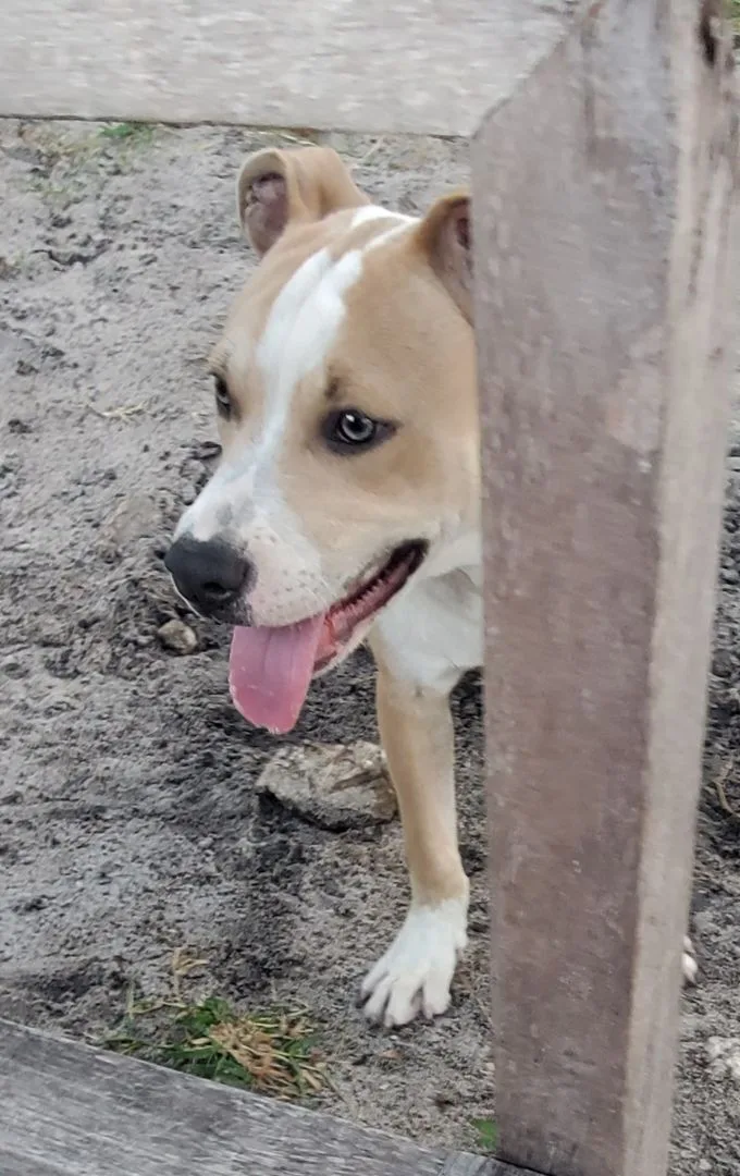 Gilbert ... Must Read thumbnail 2