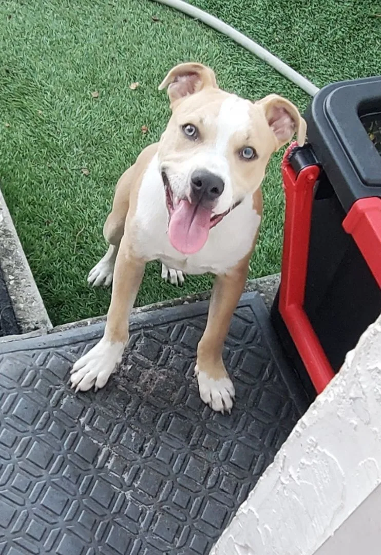 Gilbert ... Must Read thumbnail 3