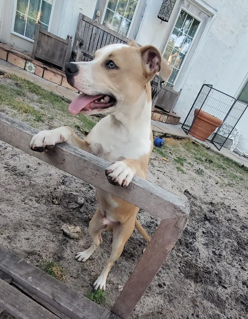 Gilbert ... Must Read thumbnail 4