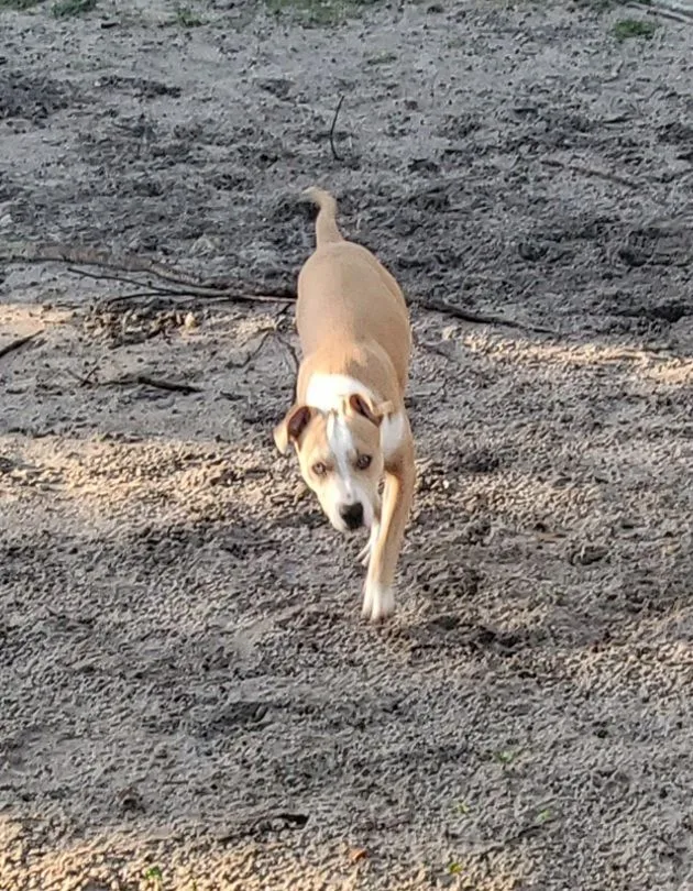 Gilbert ... Must Read thumbnail 5