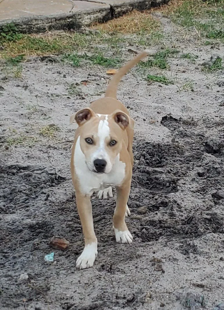 Gilbert ... Must Read thumbnail 6