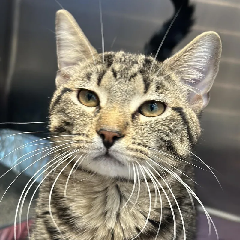 A young large-sized male Gray / Blue / Silver Domestic Short Hair cat named Harry for adoption in Matteson, IL