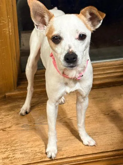 An adult small-sized female Chihuahua dog named Francine for adoption in Shawano, WI