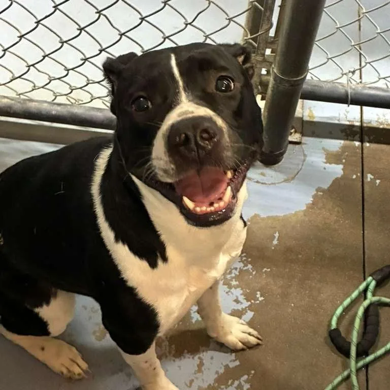 An adult medium-sized female Black Mixed Breed dog named Hermione for adoption in Gadsden, AL