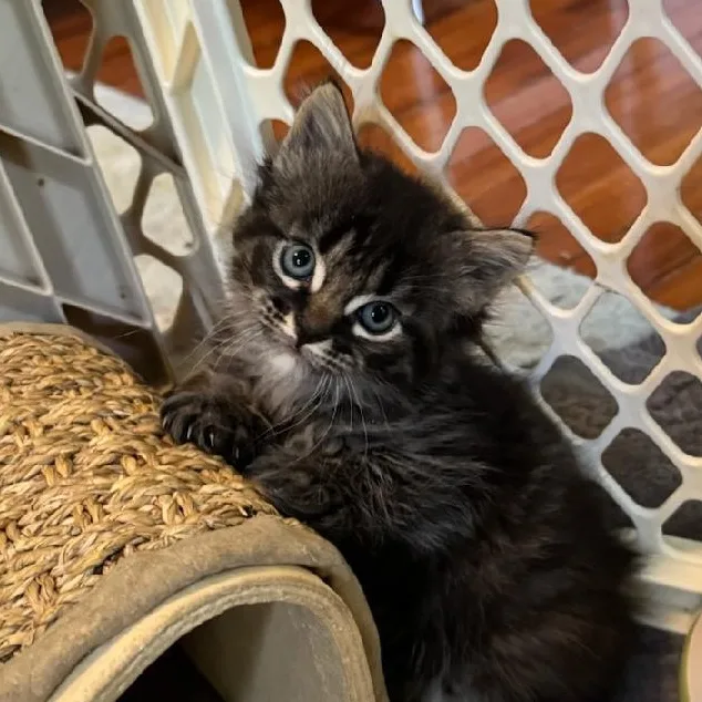 A baby medium-sized male Domestic Medium Hair cat named Pesto for adoption in Newark, NJ