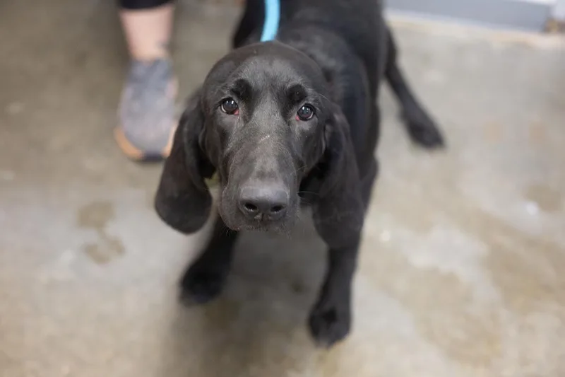 Cocoa