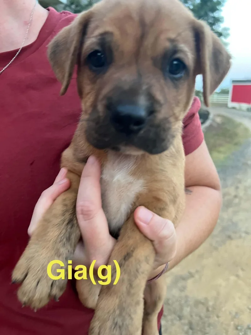 A baby medium-sized female Bicolor Australian Shepherd dog named Gia for adoption in Whiting, NJ
