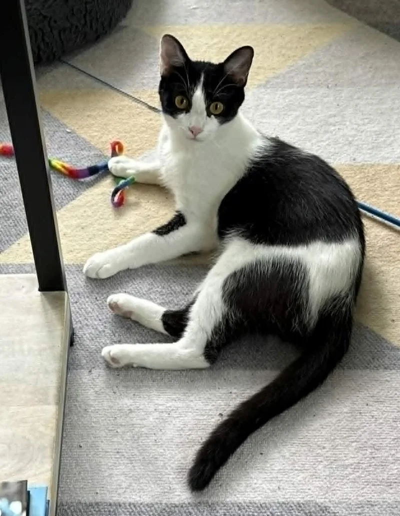 A young medium-sized female Black & White / Tuxedo Domestic Short Hair cat named Ladybug for adoption in Roslindale, MA
