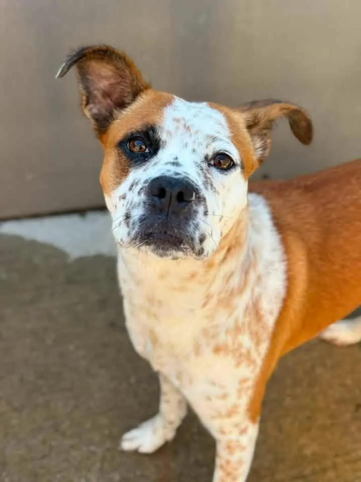 An adult medium-sized female Australian Cattle Dog / Blue Heeler dog named Paella for adoption in Chicago, IL