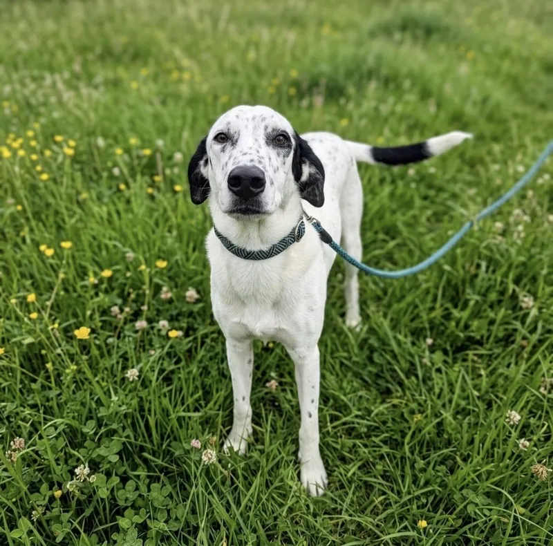 A young medium-sized male Mixed Breed dog named Chip for adoption in University Place, WA