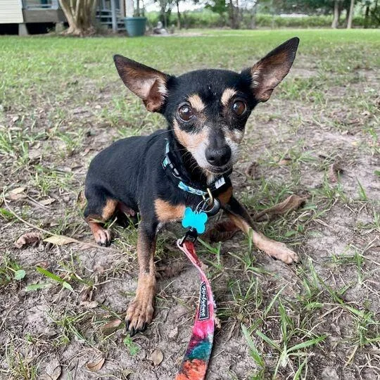 A senior small-sized female Black Chihuahua dog named Sista Sue for adoption in Carencro, LA