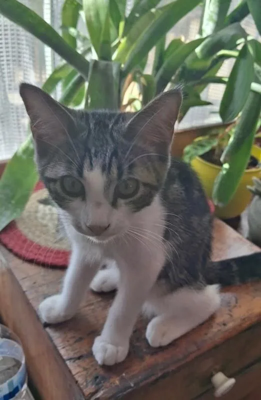 A baby small-sized male Black Tabby cat named BudFlower Litter for adoption in Anthem, AZ