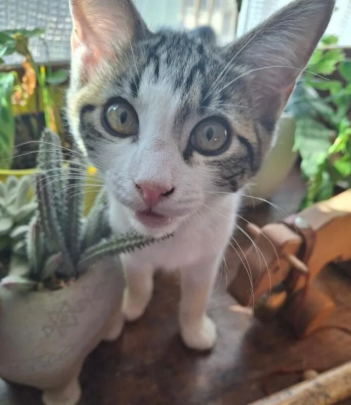 BudFlower Litter thumbnail 2