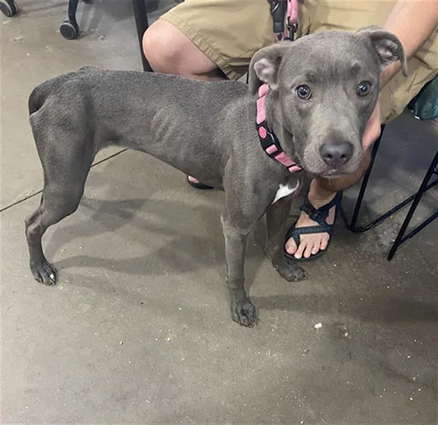 A young large-sized male Mixed Breed dog named Alex for adoption in Dallas, TX
