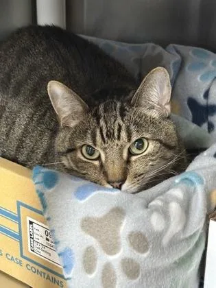 A senior large-sized male Tabby (Brown / Chocolate) Domestic Short Hair cat named Bumper for adoption in Georgetown, SC